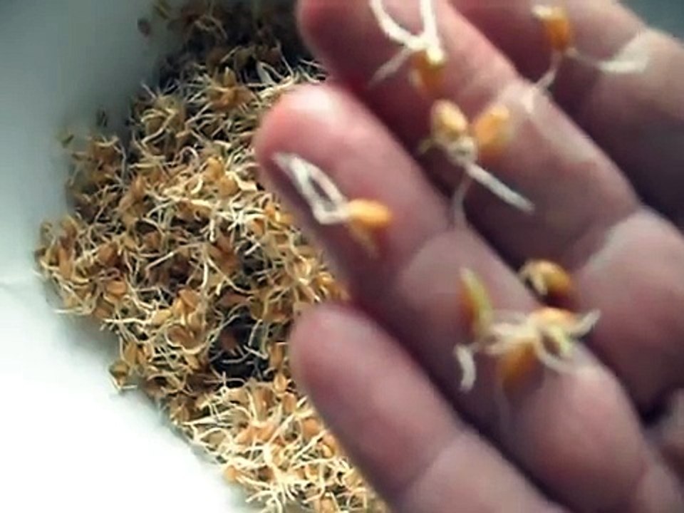 Sprouting Seeds Pt. 3 Hard Red Winter Wheat