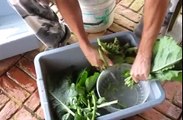 Container Garden Harvest & Update #2 vegetable gardening plant raw food