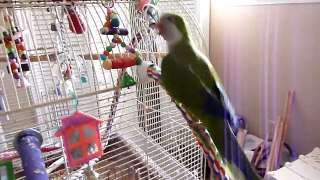 Benny the Quaker Parrot Attacks the Camera