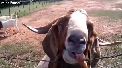 Animal Sounds videos - Dailymotion