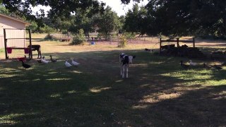 Peaceful, soft and tranquil animals sounds on the farm. No talking.         ASMR