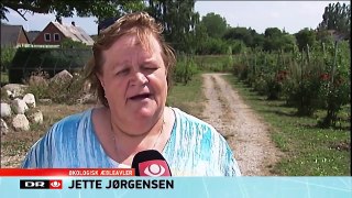 Danske økologiske æbler må kasseres pga. konventionel landbrugs sprøjtegifte - 2 indslag i TV-Avisen