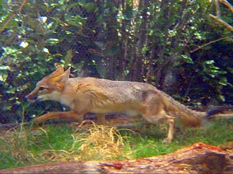 Reven ut på hønsejakt - Lillebjørn Nilsen