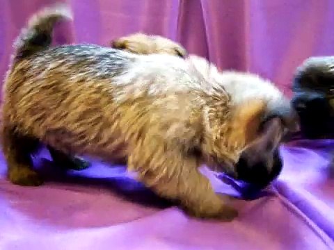 cairn terrier pups 5 weeks old Part 2