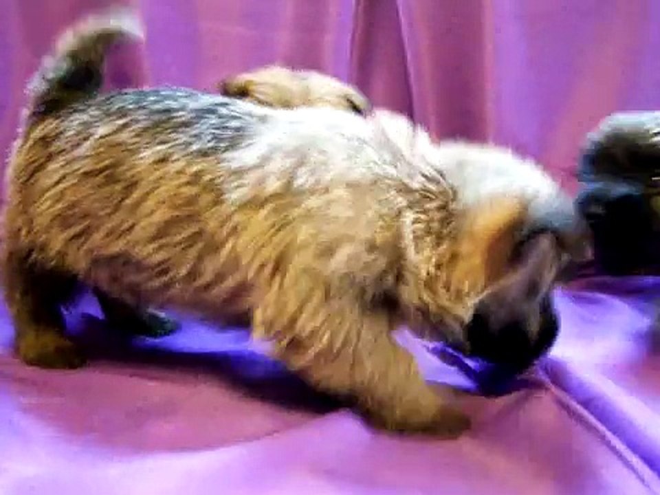 cairn terrier pups 5 weeks old Part 2