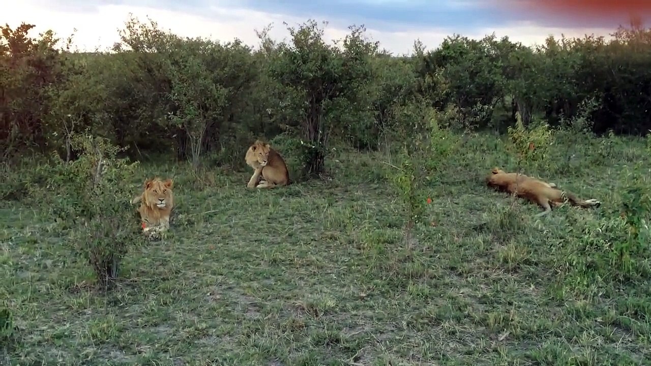 Kenya - Masai Mara - Lion Hunt