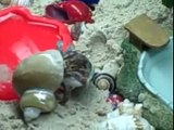 Extreme Graphic Content Hermit  crab changing shells
