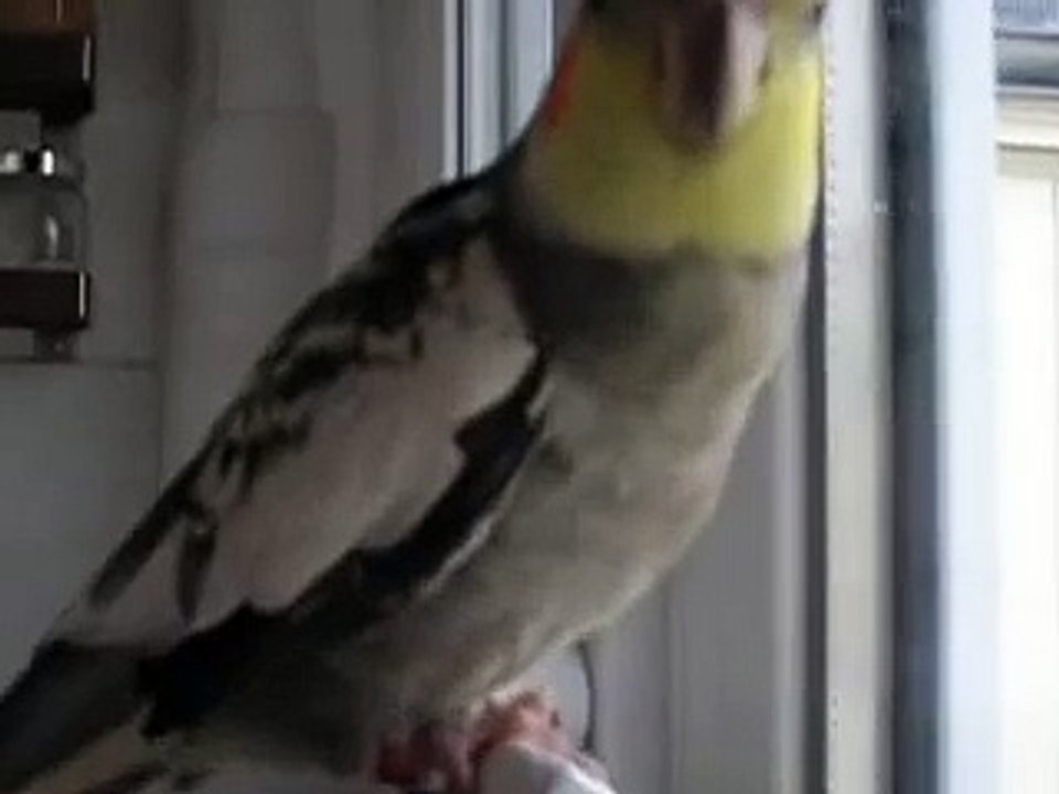 Calopsitte Coco