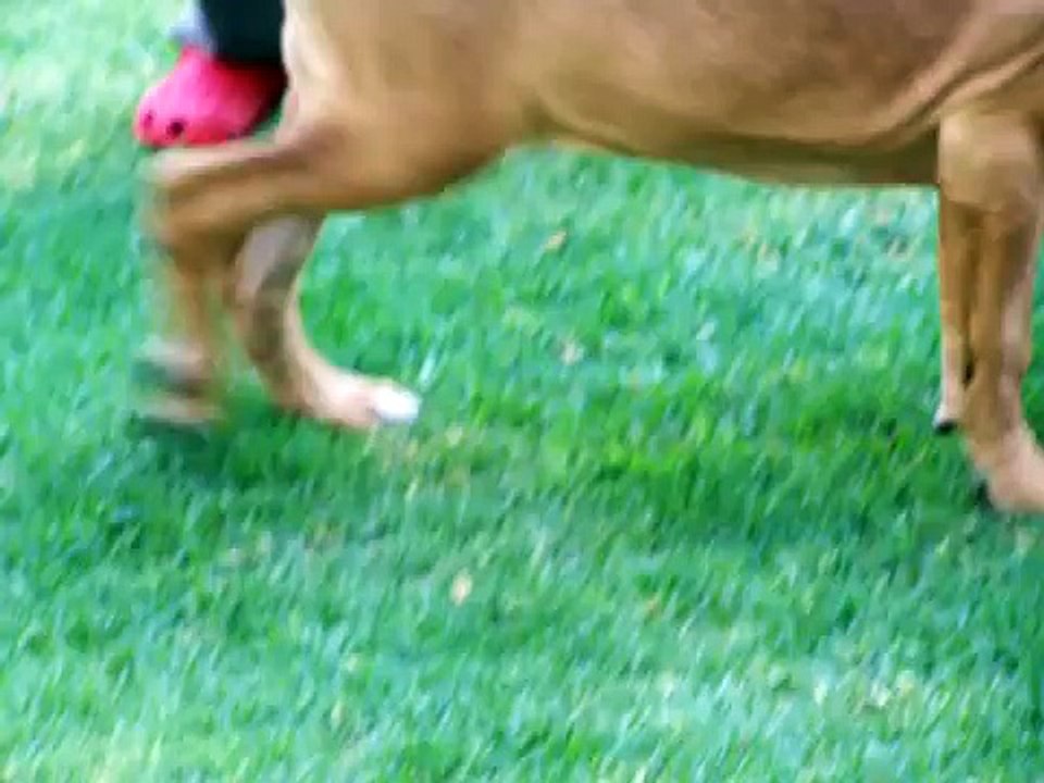 Fila brasileiro and Torito are good friends..