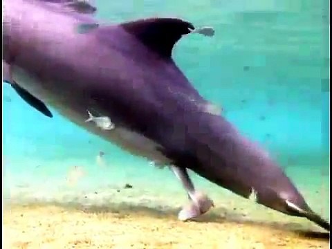 Incredible Dolphin Birth at Dolphin Quest Hawaii.Miracolo della nascita di un delfino GOODNEWS.WS