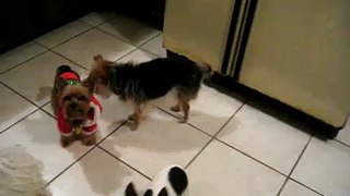 Yorkie and Small Dog Rescue