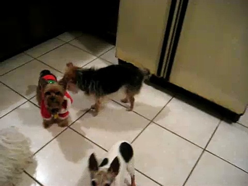 Yorkie and Small Dog Rescue