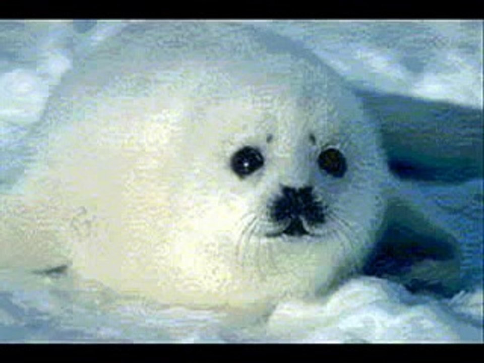 FOCAS PIDEN AYUDA URGENTE