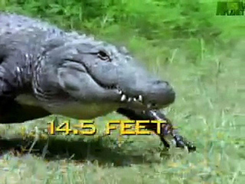 Animal Face-Off Alligator vs. Black Bear. - video Dailymotion