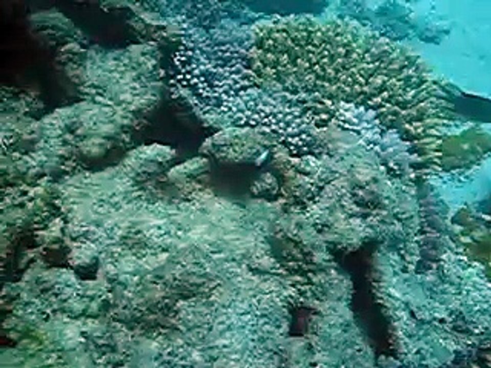 Diving at Kenya Part 2