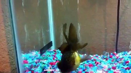 Goldfish from dandy orandas 4