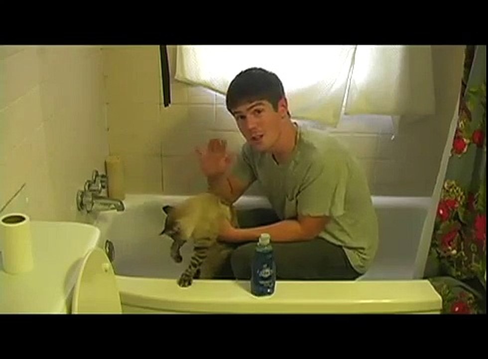 How To Wash A Cat
