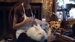 Angora Rabbit Spinning