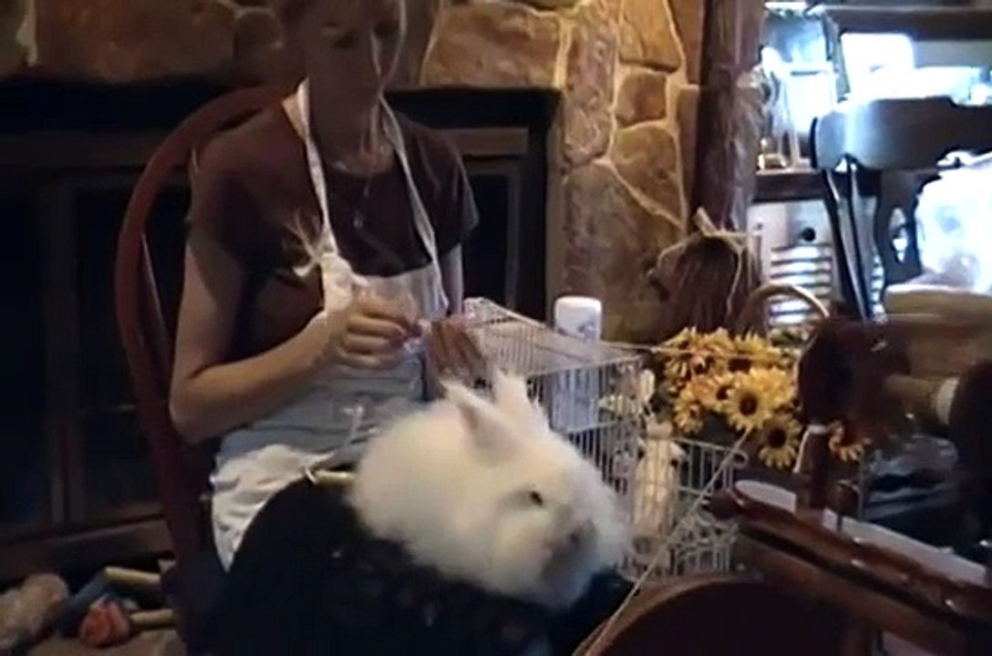 Angora Rabbit Spinning