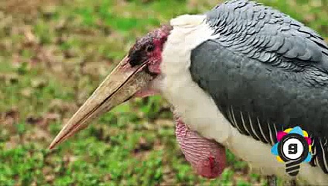 10 CREEPIEST Looking New Creatures