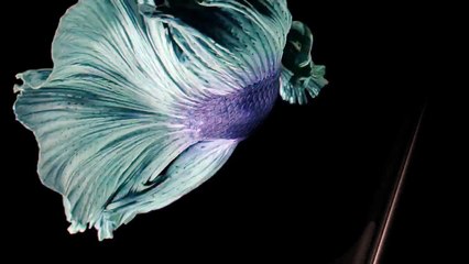 iPhone 6S and 6S Plus - Reveal