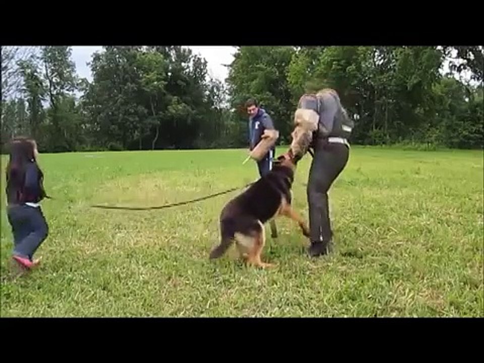 Cachorro em treinamento defende menina de margi...