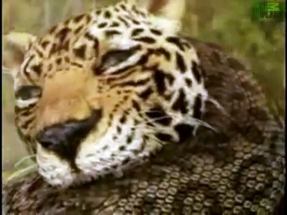 Animal Face-Off  Anaconda vs. Jaguar.