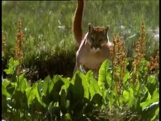 Animal Face Off - أنيمل فيس أوف