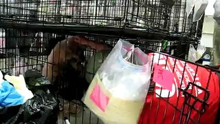 Bloomington Indiana Puppy Mill Bust (2010)
