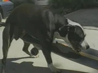 Jackass - I love skateboarding