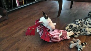 Mini Bull Terrier wearing her christmas pyjama !