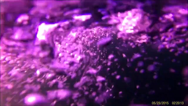 Underwater Salmon fishing in the Puget Sound