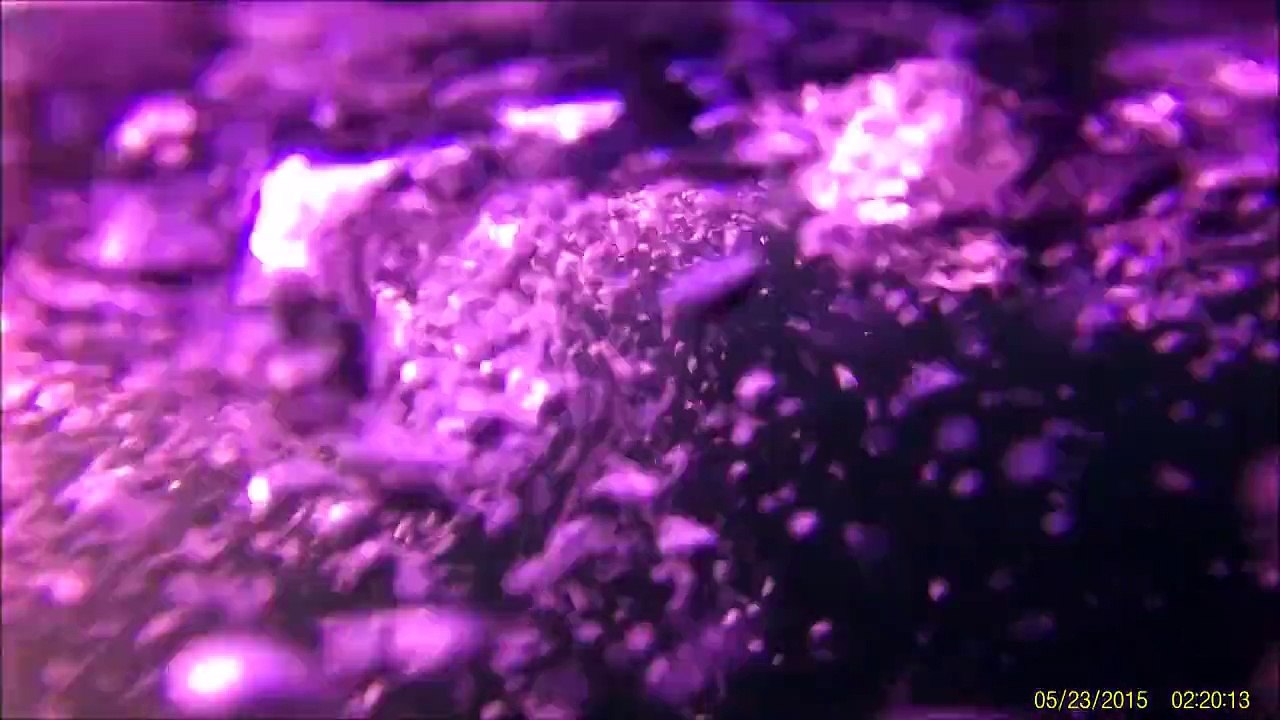 Underwater Salmon fishing in the Puget Sound