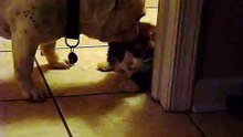 Cute dog licks cute cat!