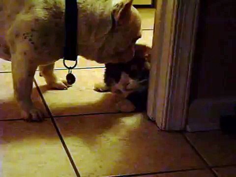 Cute dog licks cute cat!