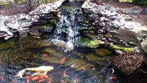 Shih Tzu dog Lacey outside by backyard goldfish koi pond on first nice spring day