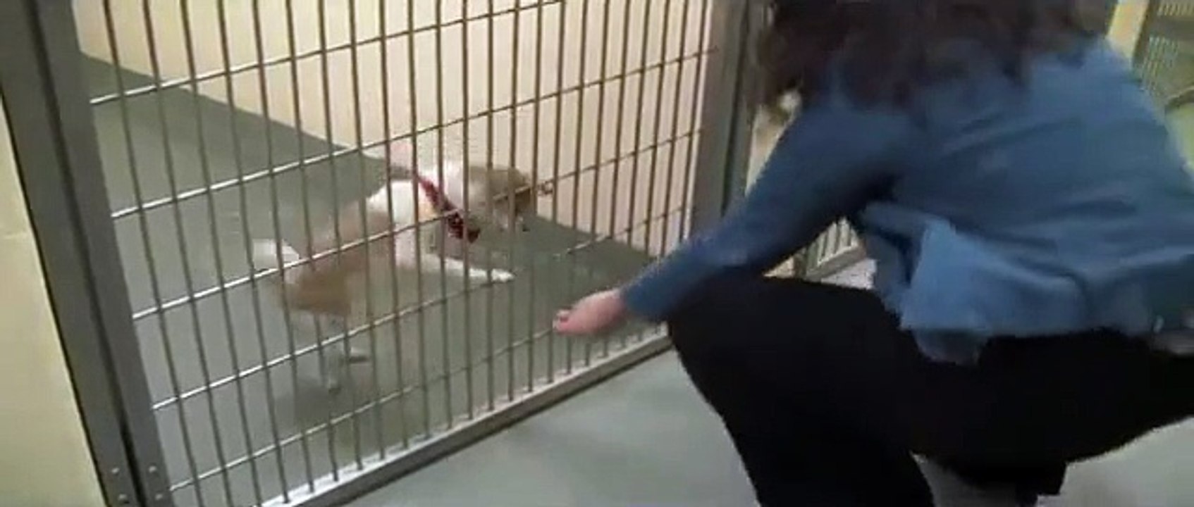 Rewarding Calm Behavior- Teaching Dogs Not to Bark