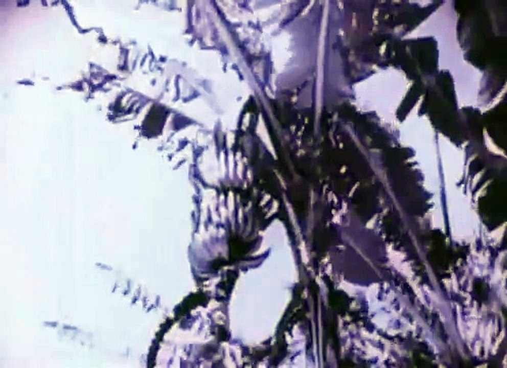 Rose Hobart (1936) by Joseph Cornell