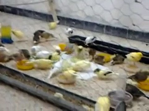 CANARI EL EULMA 2014 En volière