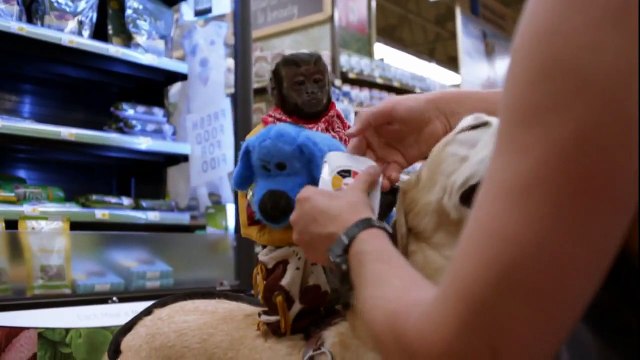 BEHIND THE SCENES with NBC's ANIMAL PRACTICE! Meet Animal Trainer Tom Gunderson