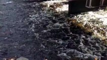 Clip 2 - Fulton River Sockeye Salmon Spawning Channels Granisle, British Columbia.