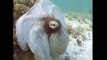 Shapeshifting Octopus, amazing camouflage