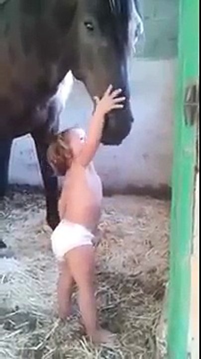 Cute Baby Horses (Foals), Adorable Colts and Fillies Running and Playing, We Love Animals!