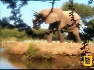 Elephant Chases Off The Egret's