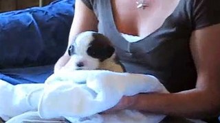 Saint Bernard Puppy Video - Charlie