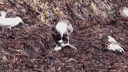 Birds  on  Tory Island Ireland