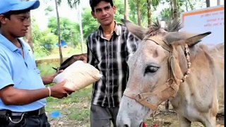 The Brooke Emergency Relief for working animals in Uttarakhand, India