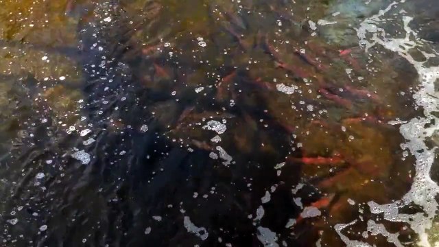 Fulton River Sockeye Salmon Spawning Channels Granisle, British Columbia.