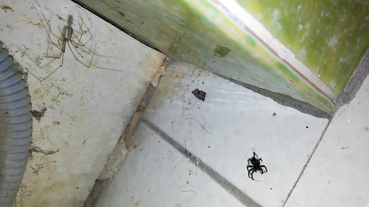 Cellar Spider (Pholcidae) vs. Wolf Spider