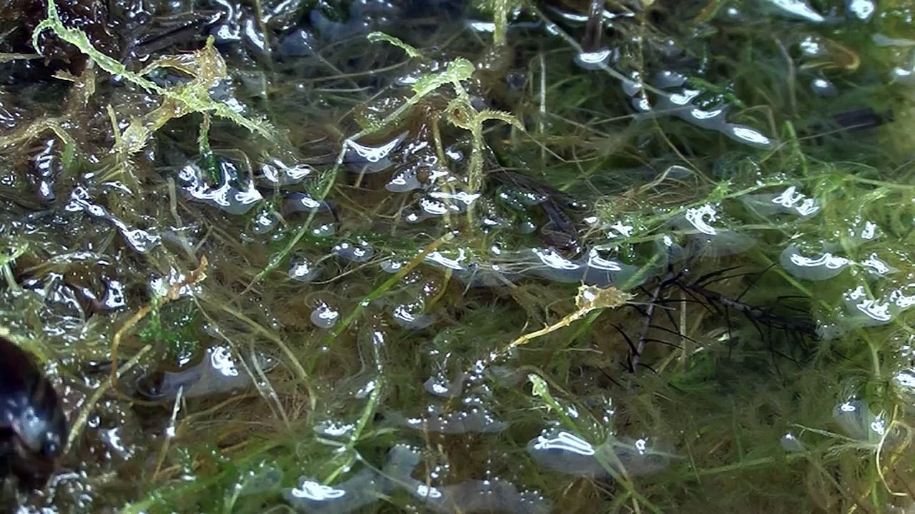 Dytiscus lapponicus